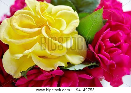 A roses bud close-up in a window flowerpot flowers in natural daylight