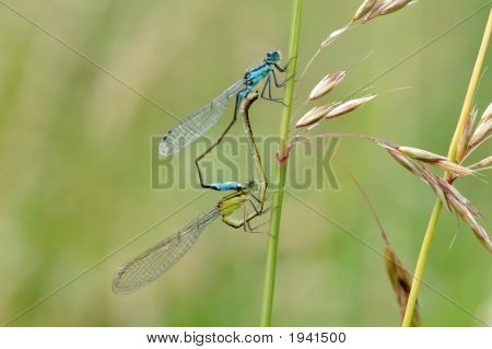 Di libellula