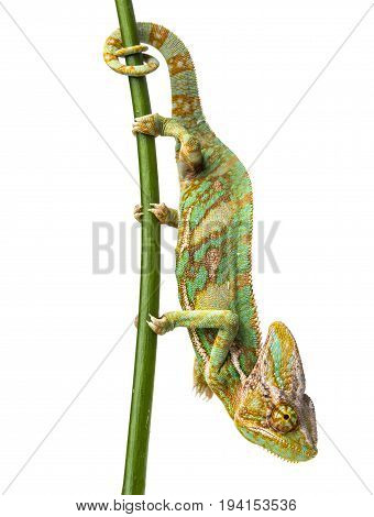 green chameleon - Chamaeleo calyptratus - male on a branch
