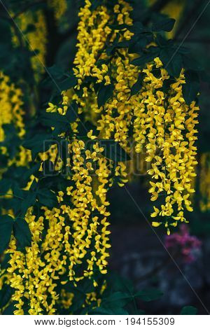 The great garden blooming yellow wisteria blossoms in Spring