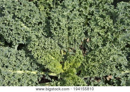 Kale