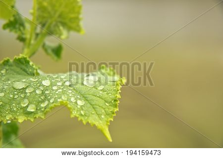A drop of water on a green cucumber leaf