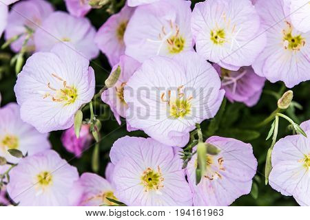 Macro closeup of pink evening primrose flowers in garden