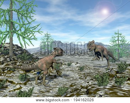 Two archaeoceratops dinosaurs looking at each other in the desert with araucaria trees by sunny day - 3D render