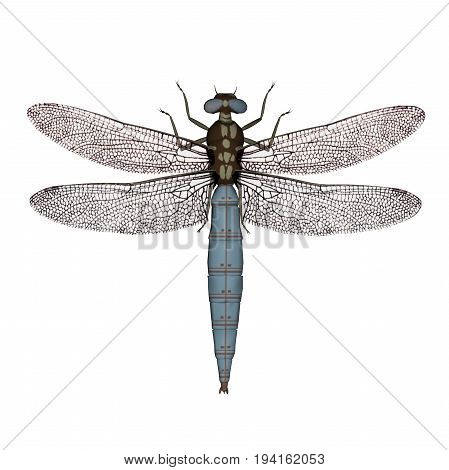 Darter dragonfly isolated in white background - 3D render