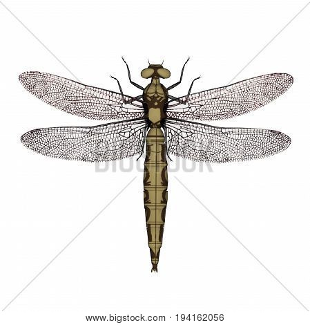 Orthetrum dragonfly female isolated in white background - 3D render