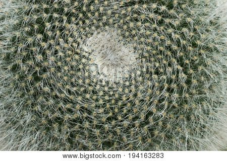 The barbed crown cactus Mammillaria as a background