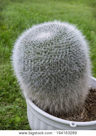 Cactus Mammillaria In A Pot On The Lawn