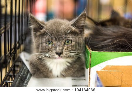 Closeup of adorable tiny russian blue grey and white kitten with green eyes in cage