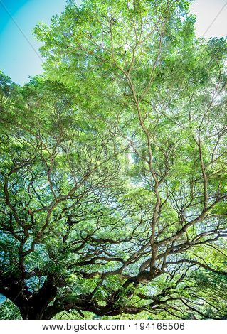 Large Samanea saman tree with branch in Kanchanaburi Thailand