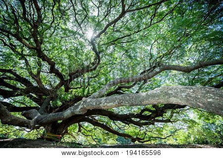 Large Samanea saman tree with branch in Kanchanaburi Thailand