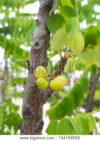 Star gooseberry on the tree .Phyllanthus acidus Native gooseberry fruit