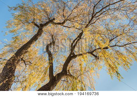 Golden willow trees against blue sky background. Autumn season in Oriole Park Toronto Ontario Canada