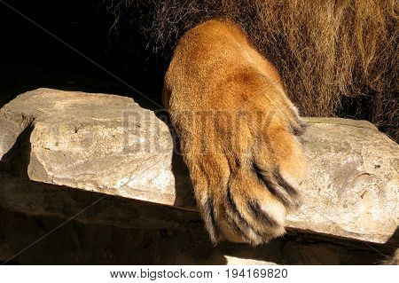 Close-up of a lion big cat king of the animals. In the zoo. Aslan's paw on the stone table