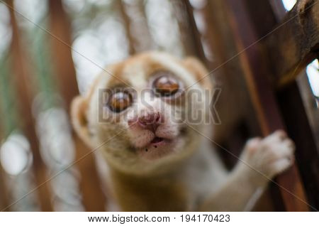 Loris Is Liveing Inthe Cage
