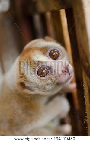 Loris Is Liveing Inthe Cage