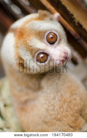 Loris Is Liveing Inthe Cage