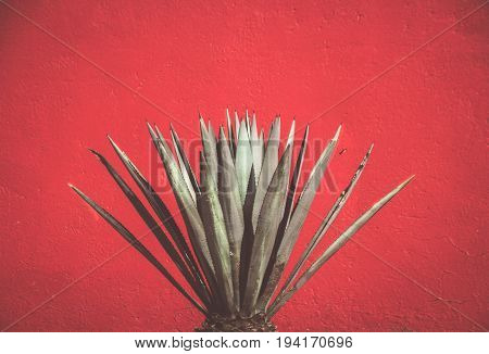 Maguey Plant And Red Wall