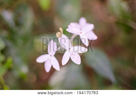 Flower In The Forest