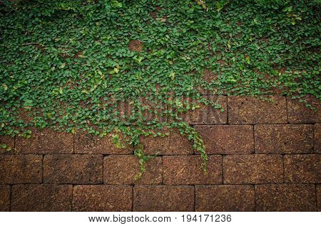 Green Plant  On The Stone Wall