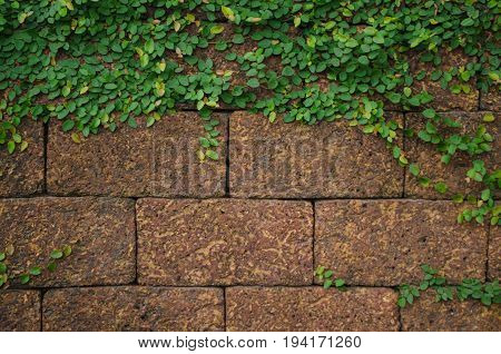 Green Plant  On The Stone Wall
