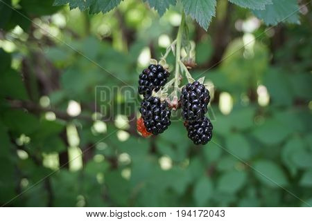 Blackberries ripen on a thornless blackberry plant in a garden in Joliet, Illinois during August.