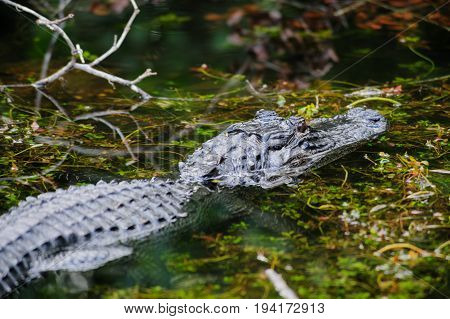 Alligator in the Swamps of the Florida Everglades