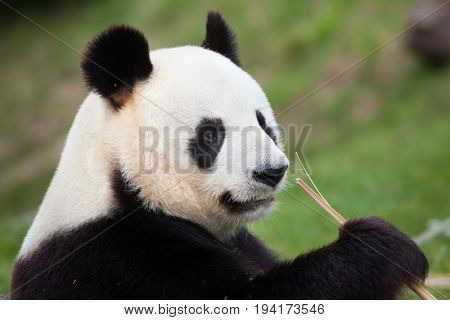 Giant panda (Ailuropoda melanoleuca). Wildlife animal. 