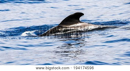 Pilot Whale