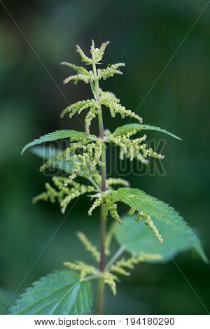 Stinging Nettle. Green Flowering Plant On A Dark Background