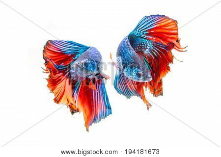 fighting of two fish isolated on white background. siamese fighting fish Betta fish