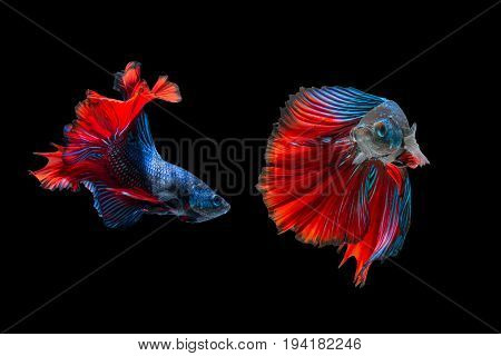 fighting of two fish isolated on black background. siamese fighting fish Betta fish