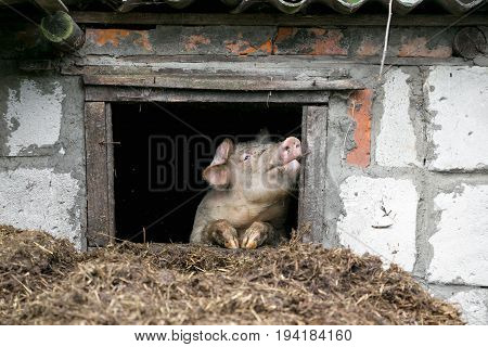 White Pig. Looks Out The Window. Pile Of Manure.