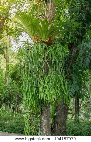 staghorn Fern. Platycerium holttumii Joncheere & Hennipman. POLYPODIACEAE