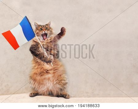 The Big Shaggy Cat Is Very Funny Standing.france,flag 8