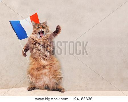 The Big Shaggy Cat Is Very Funny Standing.france,flag 5
