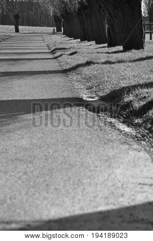 avenue with pollard willow in black and white