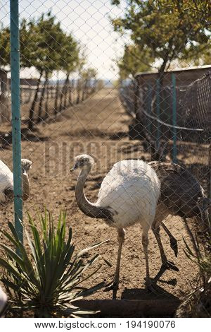 Ostrich in the zoo, animal in zoopark near the mesh