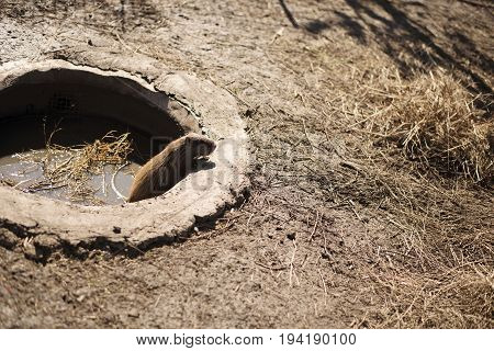 Capibara in the zoo, animal in zoopark near the mesh