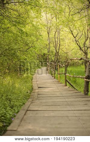 Wooden Bridge In A Forest. Wooden Walkway In Green  Forest Near The Ropotamo River, Bulgaria