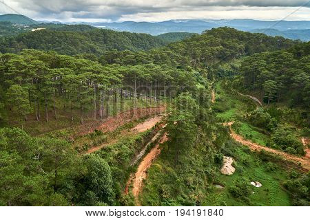 Pine trees high angle view from the Dalat Cable Car to the Truc Lam pagoda. Dalat, Vietnam.