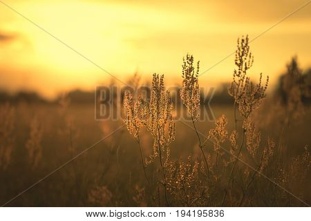 Sorrel seed in the field at sunset