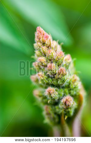 Tender spring flower bud. Hairy leaves and buds. Close-up.