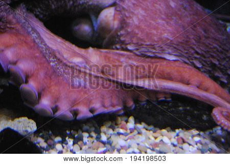 Captivating Tenticles Of An Octopus Living Underwater