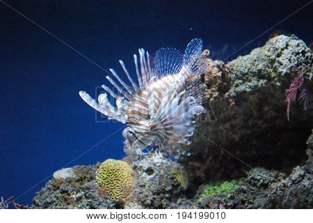 Precoius Small Lionfish Colored Brown and White