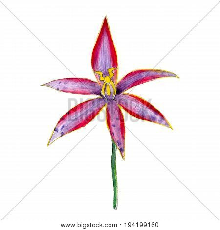 Watercolor Australian native orchid flower hand drawn isolated on white background.