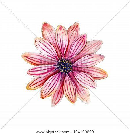 Watercolor osteospermum flower hand drawn isolated on white background.