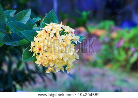 Ixora spike flower yellow with water drop in nature ( Common Name Ixora coccinea Rubiaceae)