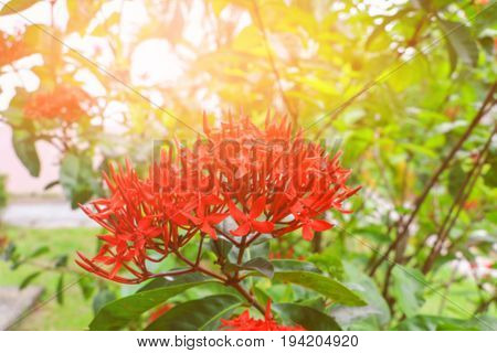blur Ixora spike flower red with in nature with light sunset ( Common Name Ixora coccinea Rubiaceae)