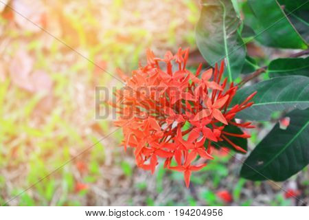 blur Ixora spike flower red with in nature with light sunset ( Common Name Ixora coccinea Rubiaceae)